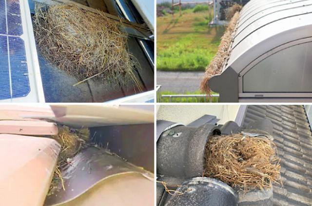 無料診断　鳩の巣